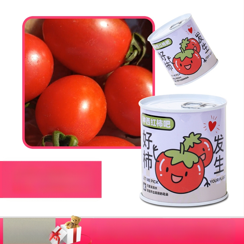 Laua taime kinkekarbis päevalille seguga — kergesti kasvatatavad seemned, sordid: päevalill, maasikas, tomat, ristiku; üle 15°C, neutraalne valgus