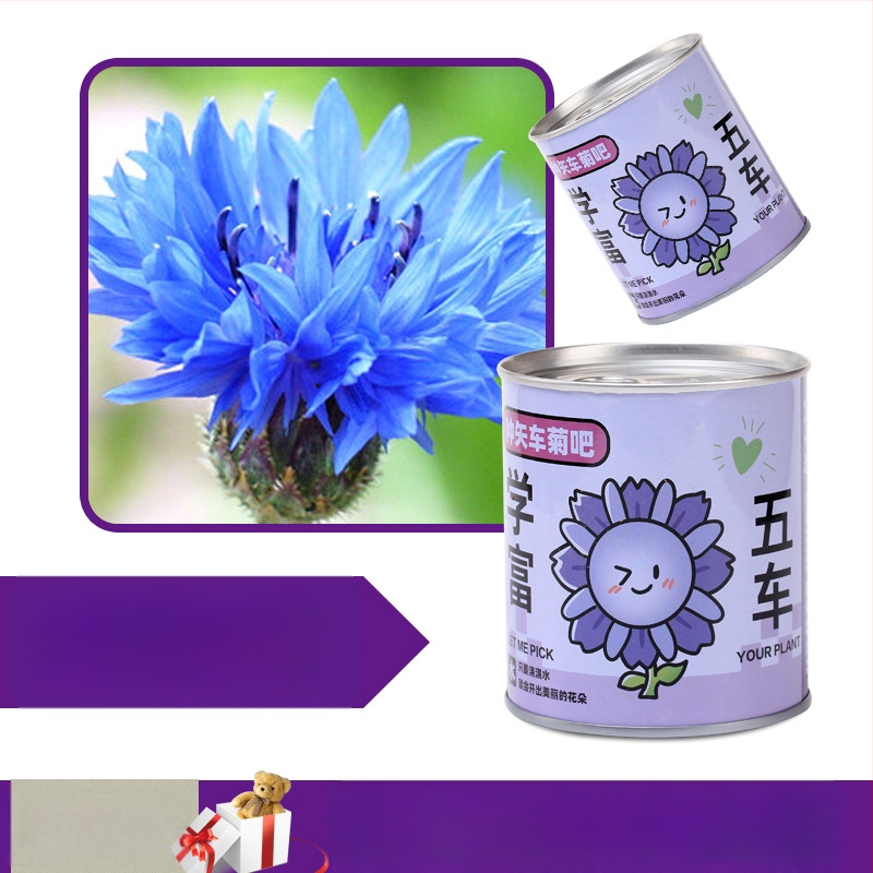 Laua taime kinkekarbis päevalille seguga — kergesti kasvatatavad seemned, sordid: päevalill, maasikas, tomat, ristiku; üle 15°C, neutraalne valgus