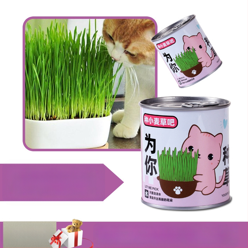 Laua taime kinkekarbis päevalille seguga — kergesti kasvatatavad seemned, sordid: päevalill, maasikas, tomat, ristiku; üle 15°C, neutraalne valgus