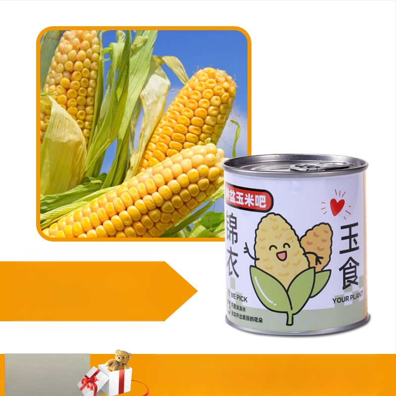 Laua taime kinkekarbis päevalille seguga — kergesti kasvatatavad seemned, sordid: päevalill, maasikas, tomat, ristiku; üle 15°C, neutraalne valgus