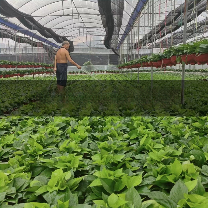 Epipremnum aureum potis taim siseõhu puhastamiseks, optimaalne temperatuur 1–30°C, neutraalne valgustus, kaasaegne minimalistlik stiil