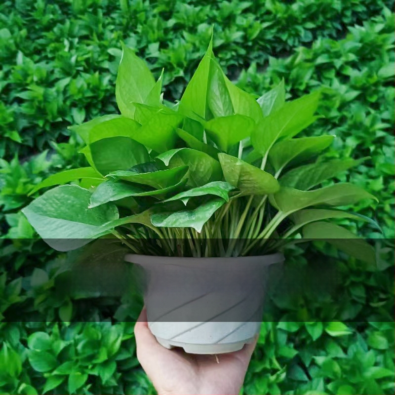 Epipremnum aureum potis taim siseõhu puhastamiseks, optimaalne temperatuur 1–30°C, neutraalne valgustus, kaasaegne minimalistlik stiil