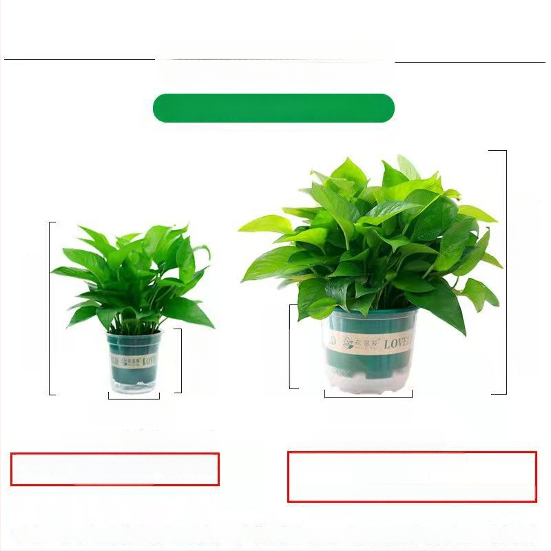 Epipremnum aureum potis taim siseõhu puhastamiseks, optimaalne temperatuur 1–30°C, neutraalne valgustus, kaasaegne minimalistlik stiil