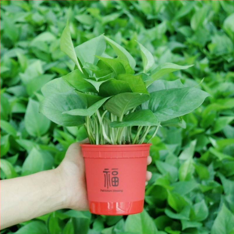 Epipremnum aureum potis taim siseõhu puhastamiseks, optimaalne temperatuur 1–30°C, neutraalne valgustus, kaasaegne minimalistlik stiil