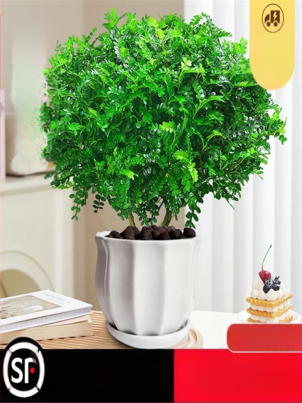 Pepperwood siseru bonsai potis – sääskede eemalepelemise lehestik, noor taim, vanem tüvi stiil