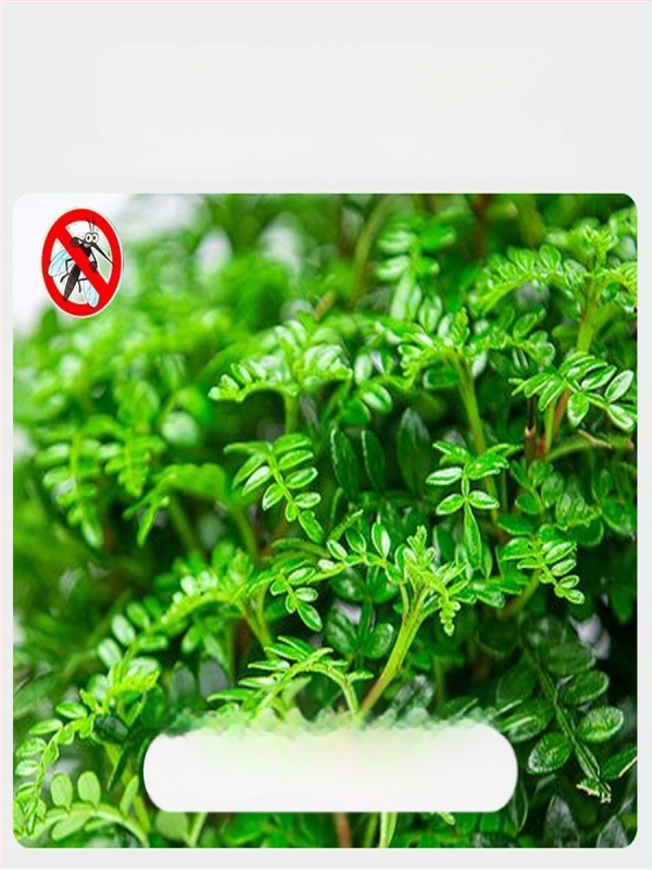 Pepperwood siseru bonsai potis – sääskede eemalepelemise lehestik, noor taim, vanem tüvi stiil