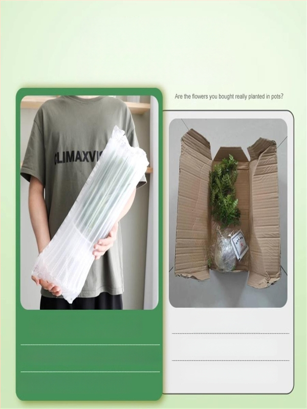 Pepperwood siseru bonsai potis – sääskede eemalepelemise lehestik, noor taim, vanem tüvi stiil