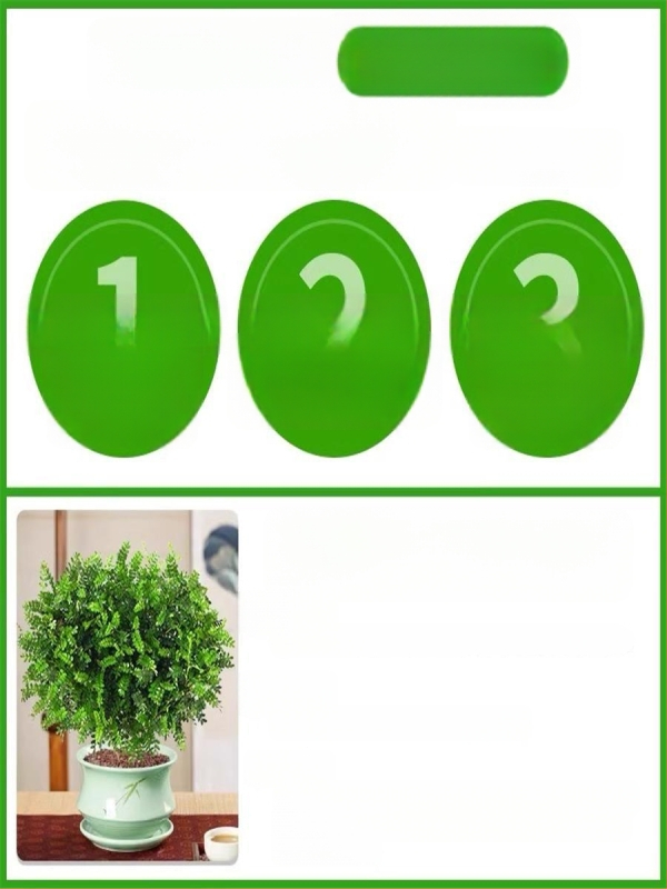 Pepperwood siseru bonsai potis – sääskede eemalepelemise lehestik, noor taim, vanem tüvi stiil