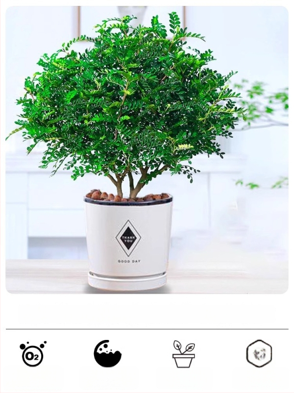 Pepperwood siseru bonsai potis – sääskede eemalepelemise lehestik, noor taim, vanem tüvi stiil