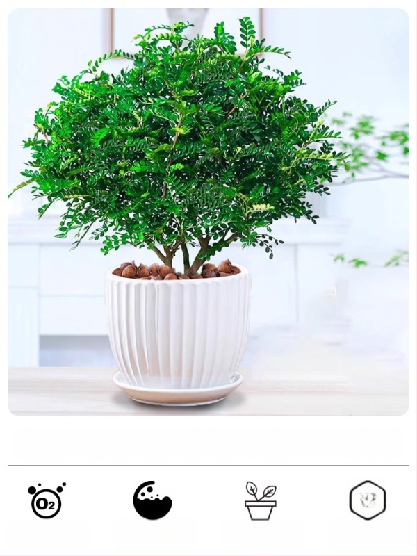 Pepperwood siseru bonsai potis – sääskede eemalepelemise lehestik, noor taim, vanem tüvi stiil