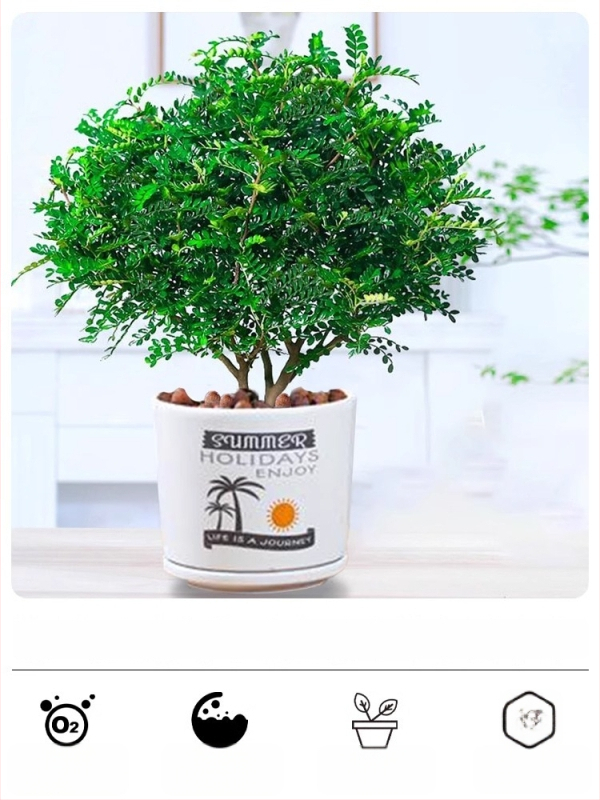 Pepperwood siseru bonsai potis – sääskede eemalepelemise lehestik, noor taim, vanem tüvi stiil