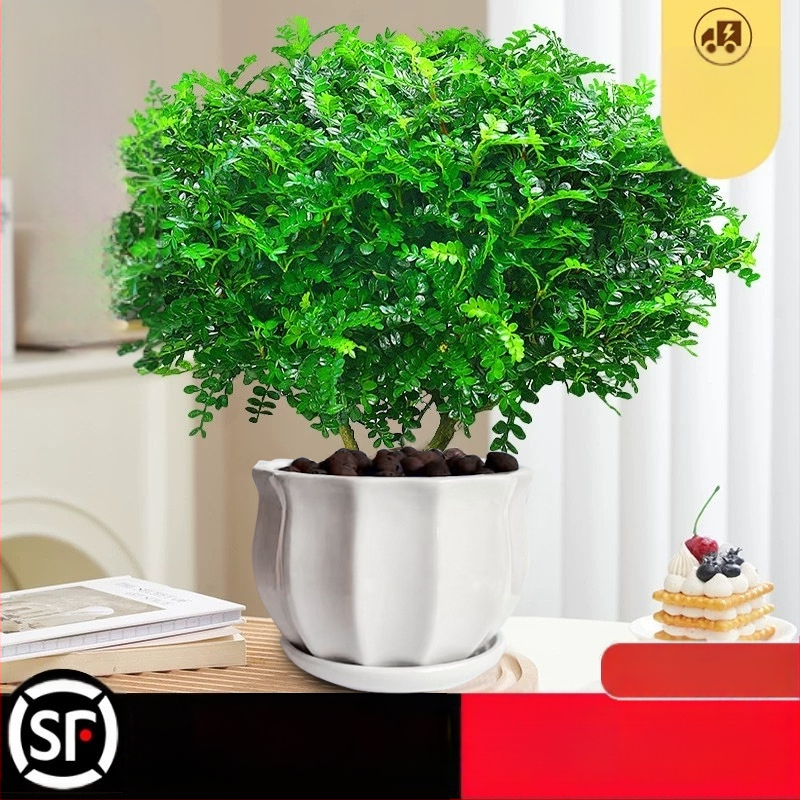 Pepperwood siseru bonsai potis – sääskede eemalepelemise lehestik, noor taim, vanem tüvi stiil