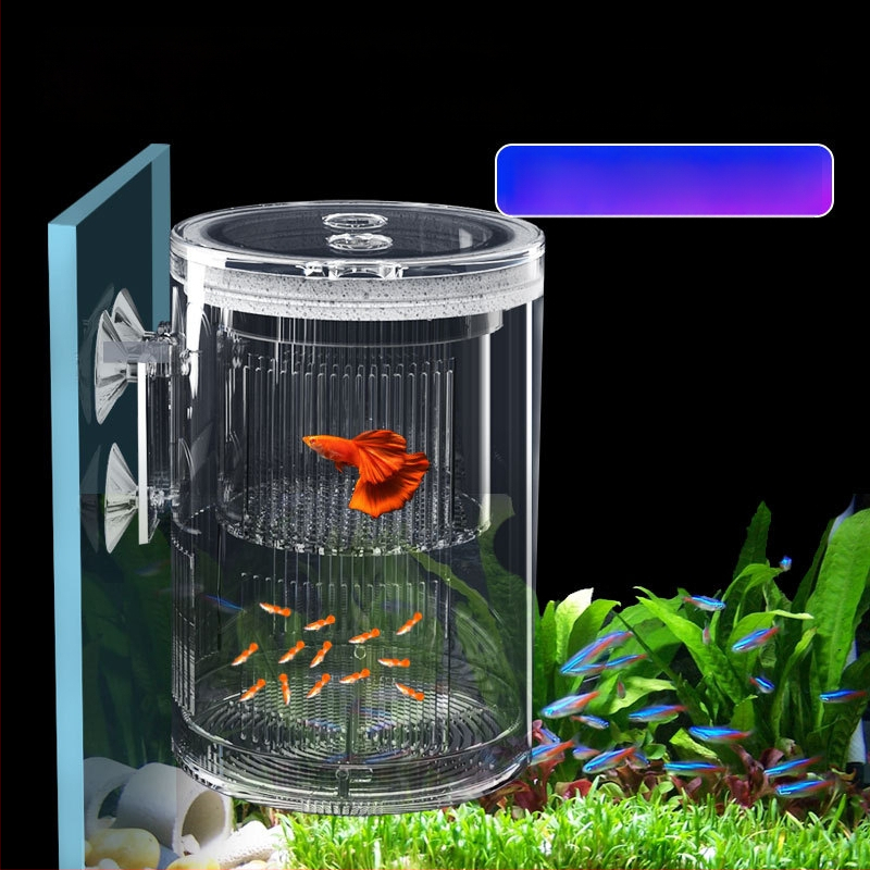 Plūduriuojanti akrilinė inkubavimo dėžutė reprodukcijos izoliacijai