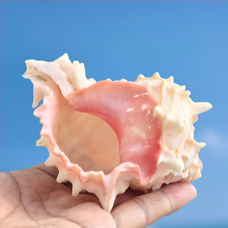 Dabas čaulņu komplekts pustkrabjiem un akvārija dekoriem – nomaiņas čaulas, dabiskas čaulas akvārijam un sukulentu podiem dekorēšanai