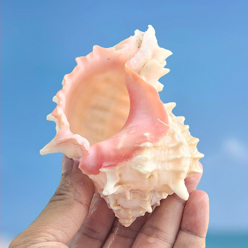 Dabas čaulņu komplekts pustkrabjiem un akvārija dekoriem – nomaiņas čaulas, dabiskas čaulas akvārijam un sukulentu podiem dekorēšanai