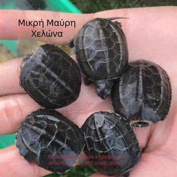 Οικιακή υδρόβια χελώνα, μάρκα Dongyi Yang, είδος χελώνας, κωδικός προϊόντος SbZnN4BZ