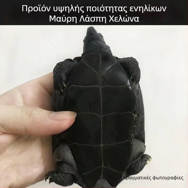 Οικιακή υδρόβια χελώνα, μάρκα Dongyi Yang, είδος χελώνας, κωδικός προϊόντος SbZnN4BZ