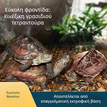 Κινέζικη χελώνα, διακοσμητική νεαρή χελώνα