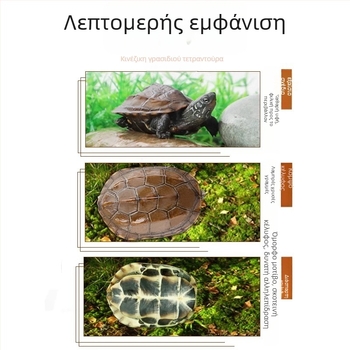 Κινέζικη χελώνα, διακοσμητική νεαρή χελώνα