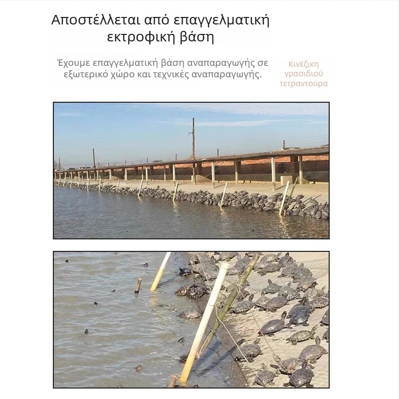 Κινέζικη χελώνα, διακοσμητική νεαρή χελώνα