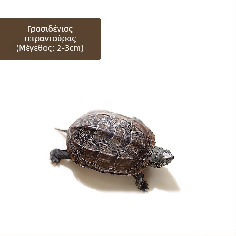 Κινέζικη χελώνα, διακοσμητική νεαρή χελώνα