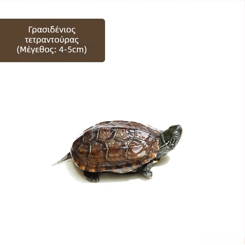 Κινέζικη χελώνα, διακοσμητική νεαρή χελώνα