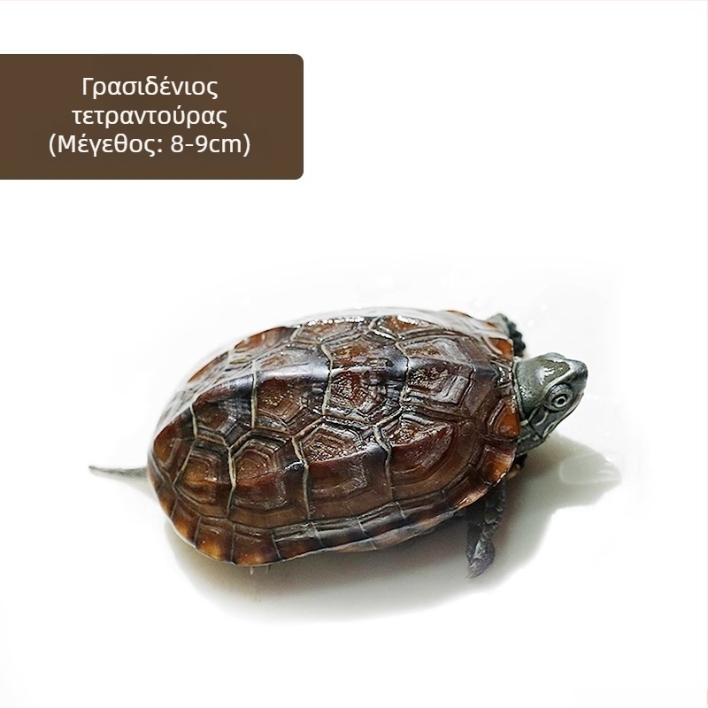 Κινέζικη χελώνα, διακοσμητική νεαρή χελώνα