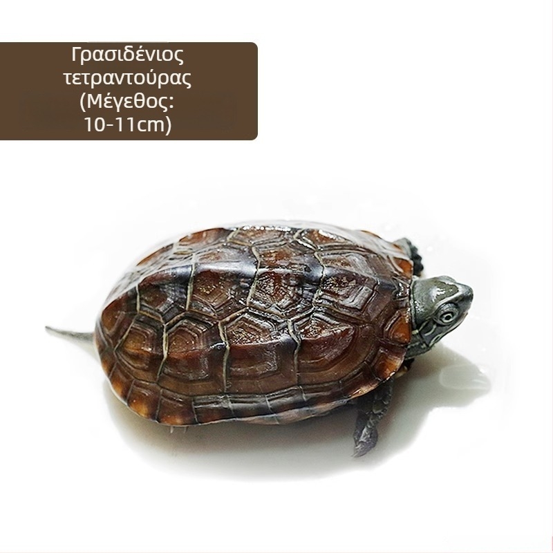 Κινέζικη χελώνα, διακοσμητική νεαρή χελώνα