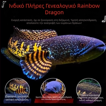 Leilong Fish — Ποικιλία: Leilong; Είδος: Ψάρι; Αριθμός προϊόντος: 8Q6cdi43; Εισαγωγή: Όχι