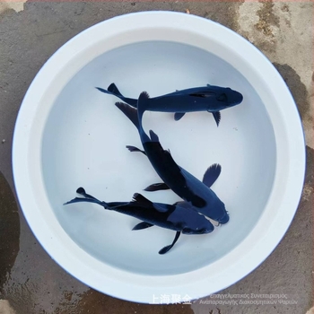 Διακοσμητικά koi ψάρια, μάρκα Gathering Gold, κωδικός προϊόντος 30881, είδος: Καρπ, εισαγωγή: Όχι