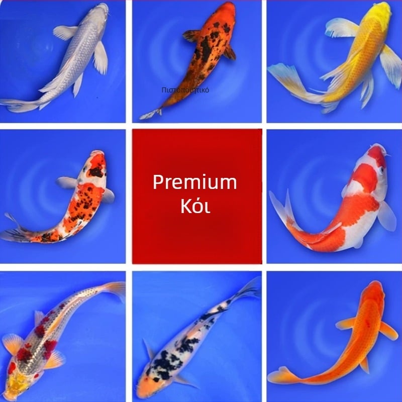 Koi carp – διακοσμητικό ζωντανό ψάρι, Κωδικός προϊόντος 458975, Μάρκα Gathering Gold