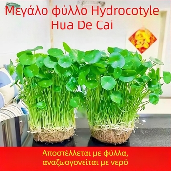 Υδροπονικό φυτό Pennywort για τον καθαρισμό του αέρα σε εσωτερικούς χώρους, γραφείο, μόνιμα πράσινο όλο το χρόνο, βέλτιστη θερμοκρασία 25°C, ουδέτερο φως