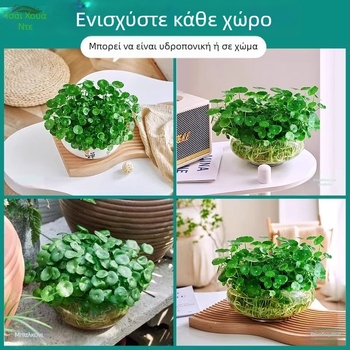 Υδροπονικό φυτό Pennywort για τον καθαρισμό του αέρα σε εσωτερικούς χώρους, γραφείο, μόνιμα πράσινο όλο το χρόνο, βέλτιστη θερμοκρασία 25°C, ουδέτερο φως