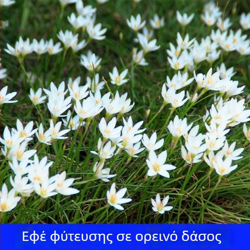 Φυτά ορχιδέας κρεμμυδιού — αειθαλές κάλυμμα εδάφους, νάνο μορφή, εξωτερικός κήπος, ανθεκτικά στη σκιά, ανθεκτικά στο κρύο