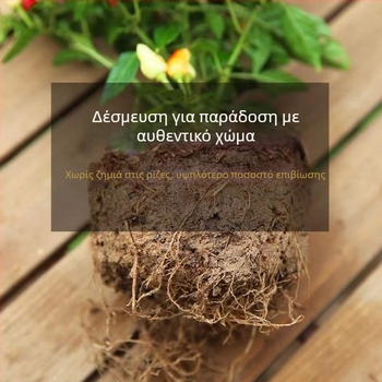 Φυτό πιπεριάς βρώσιμο σε γλάστρα για μπαλκόνι ή εσωτερικό, αγαπά τον ήλιο, κανονική θερμοκρασία ανάπτυξης