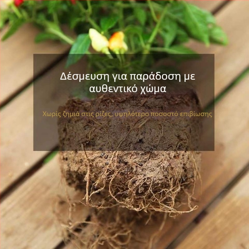 Φυτό πιπεριάς βρώσιμο σε γλάστρα για μπαλκόνι ή εσωτερικό, αγαπά τον ήλιο, κανονική θερμοκρασία ανάπτυξης