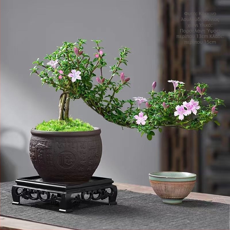 Μπονσάι: Red Flower June Snow bonsai - Μέτρια θερμοκρασία, Ουδέτερος φωτισμός, Ουδέτερο πότισμα, Στυλ: Νέο Κινεζικό Στυλ, Μοντέρνος Μινιμαλισμός, Προσιτή Πολυτέλεια; Κωδικός 3344