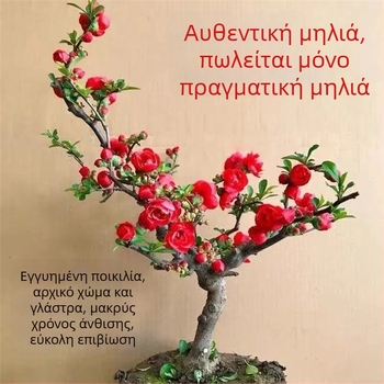 Μπέγονια μπονσάι Longevity Crown με βάση λουλουδιών, κατάλληλη για εσωτερικούς και εξωτερικούς χώρους