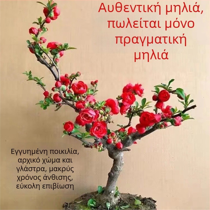 Μπέγονια μπονσάι Longevity Crown με βάση λουλουδιών, κατάλληλη για εσωτερικούς και εξωτερικούς χώρους