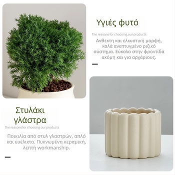 Μπονσάι πεύκου εσωτερικού χώρου, γλάστρα γραφείου, εύκολη συντήρηση για όλες τις εποχές — Silver World Gardening