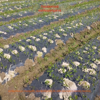 Κουμκουάτ μοσχεύματος για γλάστρες, καρποφορία σε 10–12 μήνες, μάρκα Guoxiang