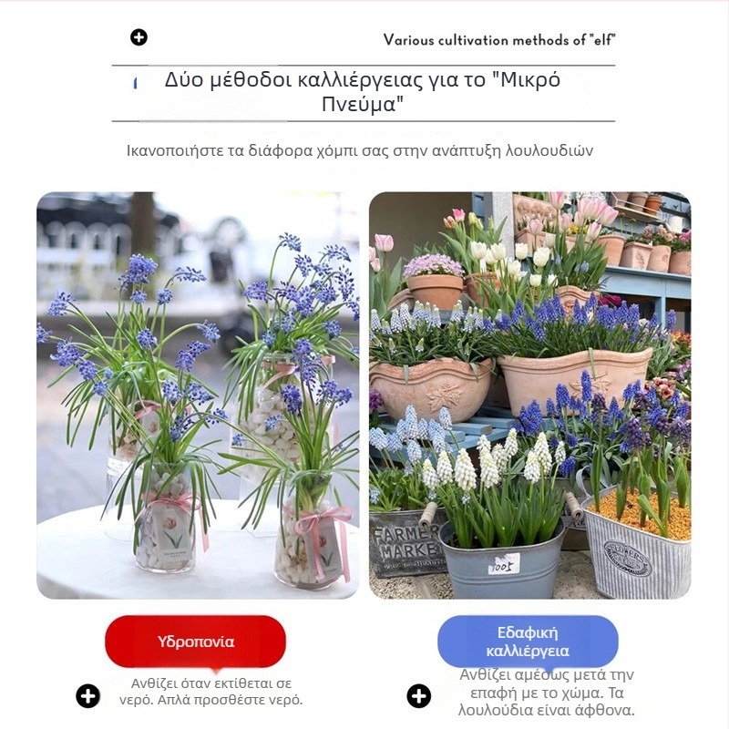 Guoxiang Ολλανδικοί βολβοί υάκινθου σταφύλι για καλλιέργεια σε έδαφος ή υδροπονία, άνοιξη ανθίζει, ανθεκτικό στο κρύο, κατάλληλο για αυλή, καθαρίζει τον αέρα