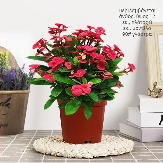 Φυτό γραφείου σε γλάστρα για εσωτερικούς χώρους - Tiger Thorn με παλιό κορμό, κινέζικό στυλ, μοντέρνα απλότητα (κανονική θερμοκρασία, ουδέτερο φως, ουδέτερη υγρασία)