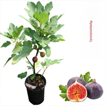 Μοσχεύματα δέντρου συκιάς Boji Red, ποικιλία τεσσάρων εποχών, κατάλληλα για γλάστρες, καρποφορούν τον ίδιο χρόνο, μάρκα Guoxiang