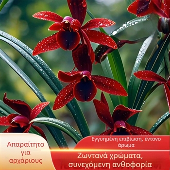 Σπορόφυτα ορχιδέας, εύκολα στην καλλιέργεια όλο το χρόνο, αρωματικό φυτό εσωτερικού χώρου σε γλάστρα