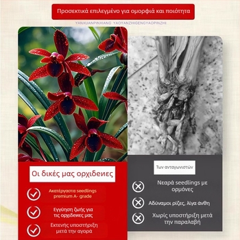 Σπορόφυτα ορχιδέας, εύκολα στην καλλιέργεια όλο το χρόνο, αρωματικό φυτό εσωτερικού χώρου σε γλάστρα