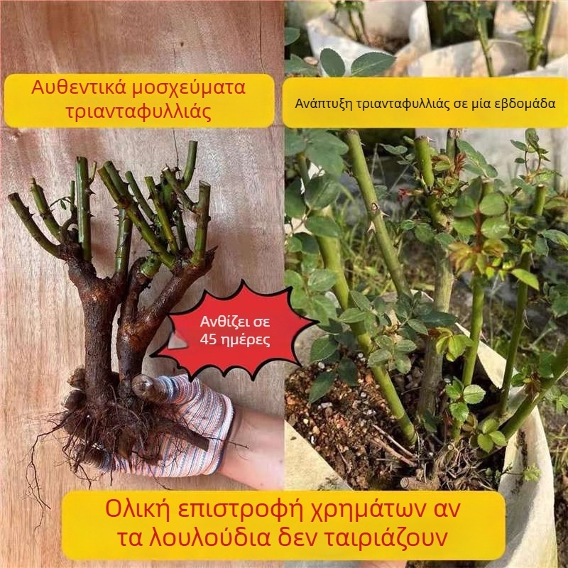 Τριανταφυλλιά με παλιό κορμό, εσωτερικού/εξωτερικού χώρου θάμνος, Κωδικός προϊόντος: 1, Μάρκα: One House, One Flower, Φωτισμός: Ουδέτερος, Θερμοκρασία ανάπτυξης: Άλλη