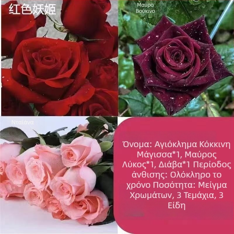 Τριανταφυλλιά με παλιό κορμό, εσωτερικού/εξωτερικού χώρου θάμνος, Κωδικός προϊόντος: 1, Μάρκα: One House, One Flower, Φωτισμός: Ουδέτερος, Θερμοκρασία ανάπτυξης: Άλλη