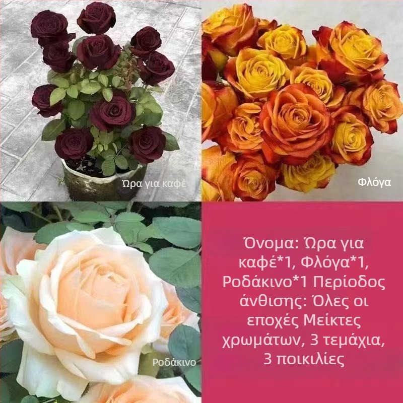 Τριανταφυλλιά με παλιό κορμό, εσωτερικού/εξωτερικού χώρου θάμνος, Κωδικός προϊόντος: 1, Μάρκα: One House, One Flower, Φωτισμός: Ουδέτερος, Θερμοκρασία ανάπτυξης: Άλλη