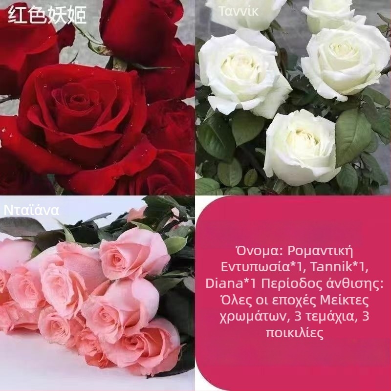 Τριανταφυλλιά με παλιό κορμό, εσωτερικού/εξωτερικού χώρου θάμνος, Κωδικός προϊόντος: 1, Μάρκα: One House, One Flower, Φωτισμός: Ουδέτερος, Θερμοκρασία ανάπτυξης: Άλλη